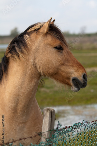 Photo: Cheval Henson, Cheval Henson,