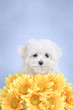 Maltese  puppy portrait