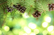 Foto: Fir branch on abstract lights background Fir branch on abstract lights background