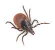 Tick isolated on white background, extreme close-up