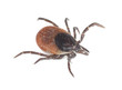 Tick isolated on white background, extreme close-up