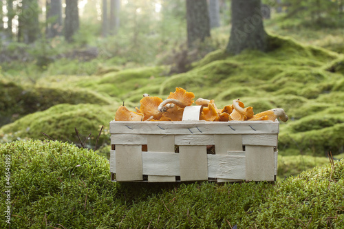 Photo: Basket with fresh golden chanterelle (Cantharellus cibarius) Basket with fresh golden chanterelle (Cantharellus cibarius)