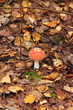 Fly agaric. Toadstool. Mushroom.