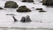 Elephant Seals in the Water