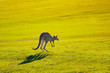 kangaroo jumping
