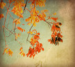 old flower