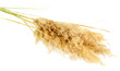 reeds, isolated on white