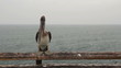 Pelican Eating Fish