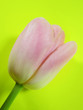 Tulpe (Tulipa) mit gelb-grünem Hintergrund 3