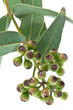 fruits d'eucalyptus
