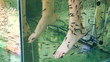 Video: Peeling skin feet of tropical fish in the water Peeling skin feet of tropical fish in the water