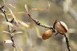 almonds in shell on tree