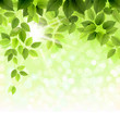 Vector: Summer branch with fresh green leaves Summer branch with fresh green leaves