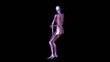 Anatomy