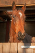 Stabled horse