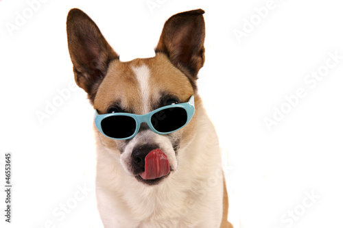 Photo: Hund mit Sonnenbrille Hund mit Sonnenbrille