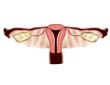 Female reproductive system