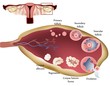 Female reproductive system. Female Ovary