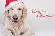Retriever Christmas card