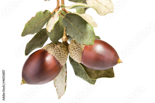 Photo: detalle de unas bellotas en fondo blanco detalle de unas bellotas en fondo blanco