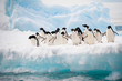 Penguins on the snow