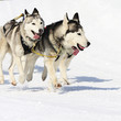 sportive dogs