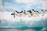 Penguins on the snow