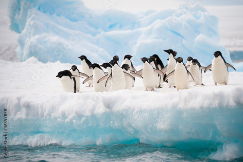 Photo: Penguins on the snow Penguins on the snow