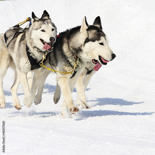 Photo: sportive dogs sportive dogs