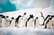 Penguins on the snow