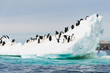 Penguins on the snow