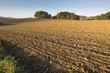 Herbst: Acker Zuckerrüben (sugar beet) nach Ernte