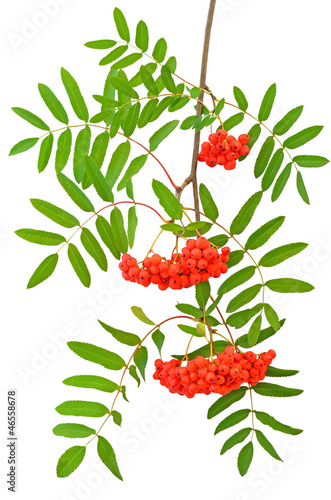 Photo: Branch of red currant Branch of red currant