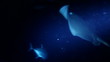 Graceful stingray swimming amongst schools of fish at night