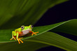 yellow frog