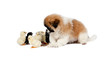 Pekingese with chickens on a white background