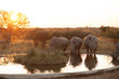 Rhinos at a watering hole