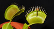 Foto: crane fly in jaws of carnivorous plant venus dionaea crane fly in jaws of carnivorous plant venus dionaea