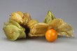 Physalis04