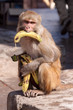 Affe klaut Bananen