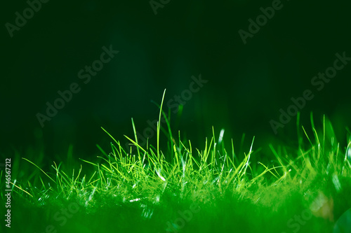 Photo: L'herbe dans la lumière L'herbe dans la lumière