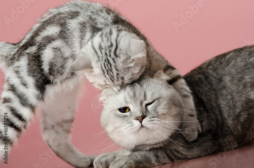 Photo: cats cats
