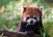 Red Panda portrait