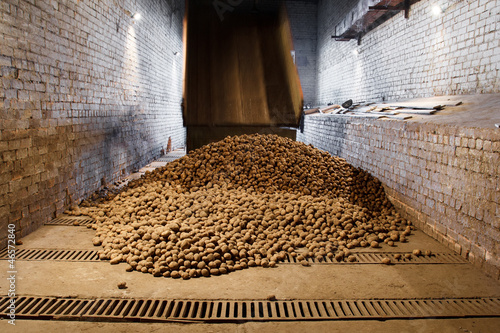 Photo: potatoes in storage house potatoes in storage house