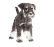 Zwergschnauzer puppy