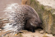 Porcupine