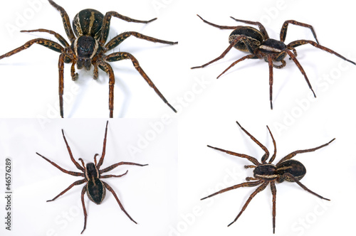 Photo: Spider Spider