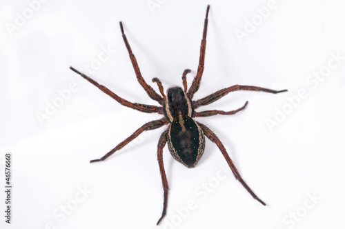 Photo: Spider Spider