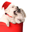 Playful puppies