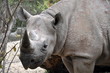 Foto: Nashorn Nashorn